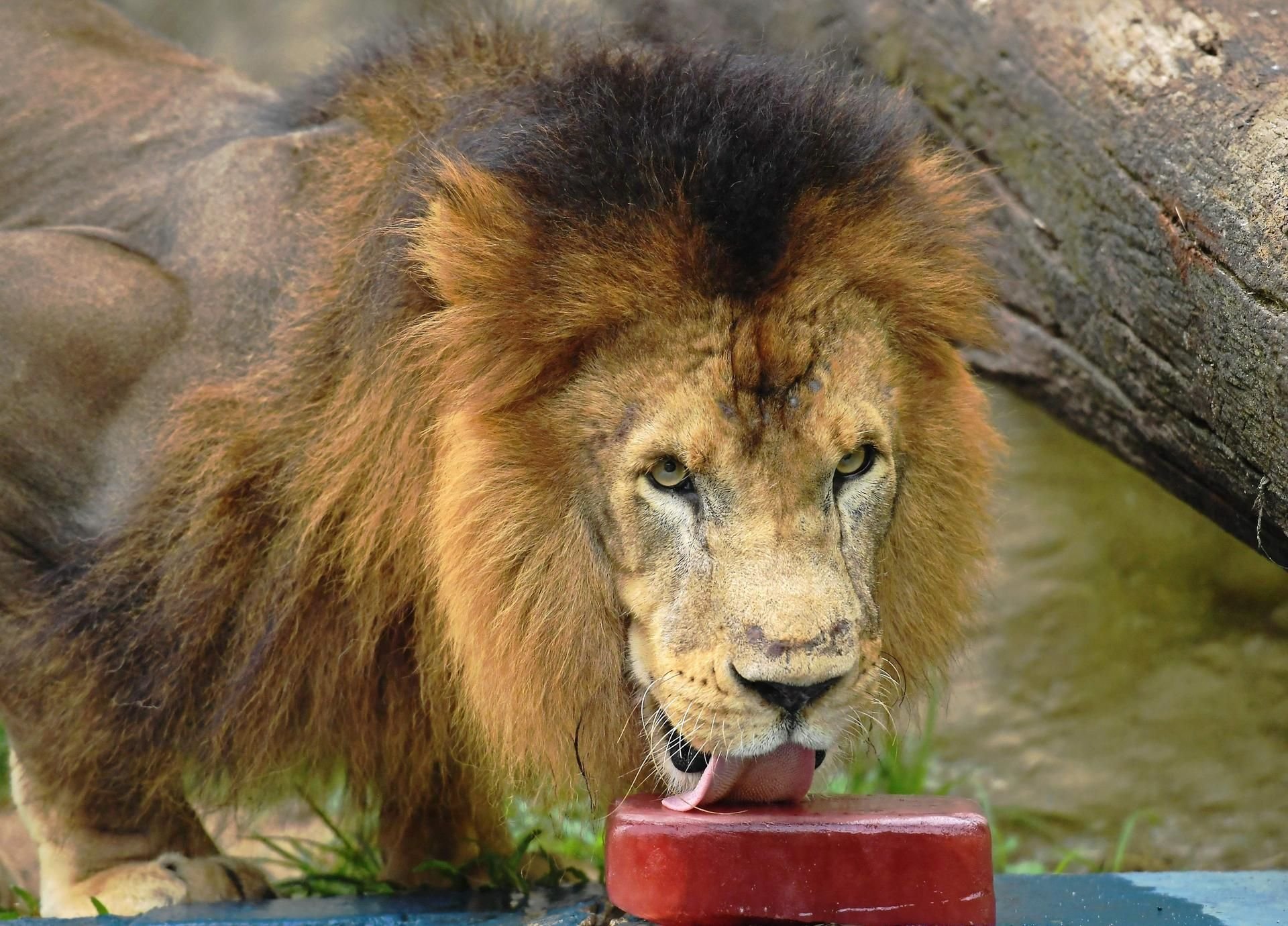 Ein Löwe in einem Zoogehege. (Symbolbild)