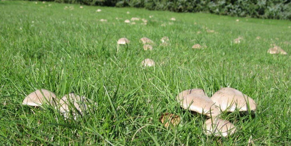Guter oder giftiger Champignon? Sammler sollten aufpassen.