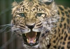 Der mit 22 Jahren älteste Amur-Leopard der Welt (aufgenommen im Dortmunder Zoo). (Foto: dpa)