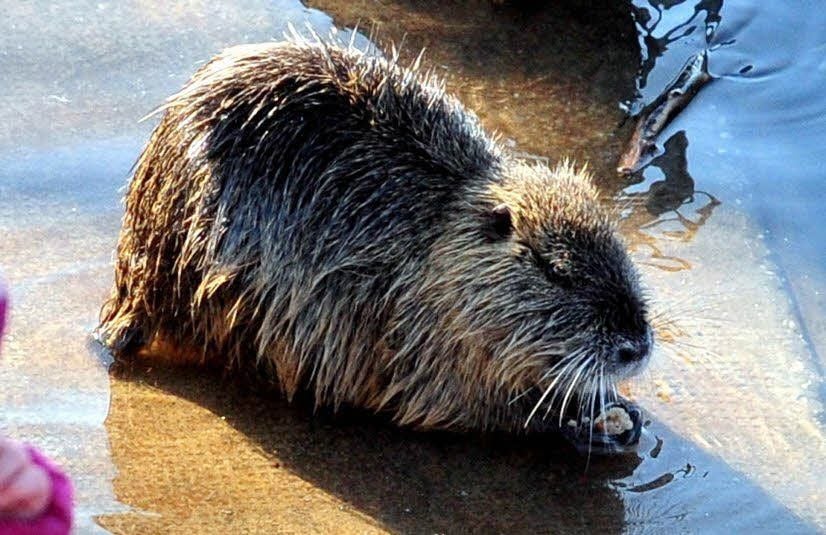 Nutria