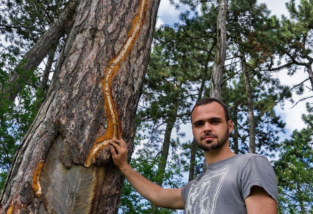 Eine Schlangenlinie zeugt von dem Vorfall bei Querfurt: Frieder Jansen zeigt, wo der Blitz am Baum eingeschlagen hat. Nichts ist verkohlt, nur die Rinde wurde weggerissen.