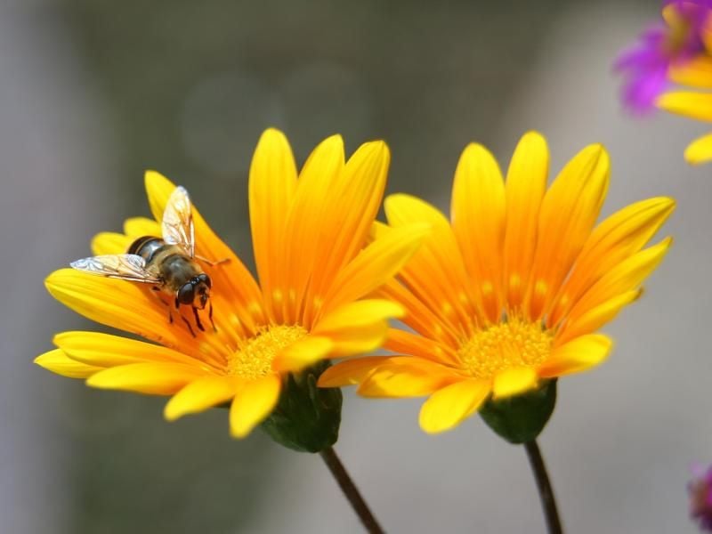 Korbblütler wie das Mittagsgold locken die nützliche Schwebfliege in den Garten. Foto: Karl-Josef Hildenbrand