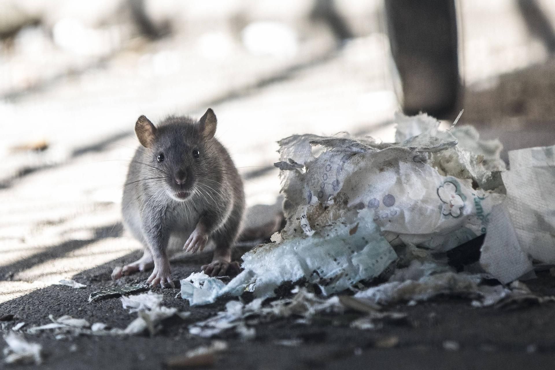 In der Kita „Flax und Krümel“ in Wittenberg wurden Ratten entdeckt. Das betroffene Haus I wurde sofort geräumt.