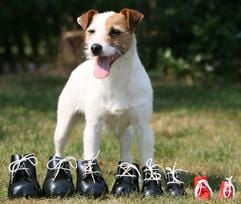 Der Jack Russel Idefix steht in Bösel (Landkreis Cloppenburg) hinter «Dog Boots» in verschiedenen Größen. (Foto: dpa)