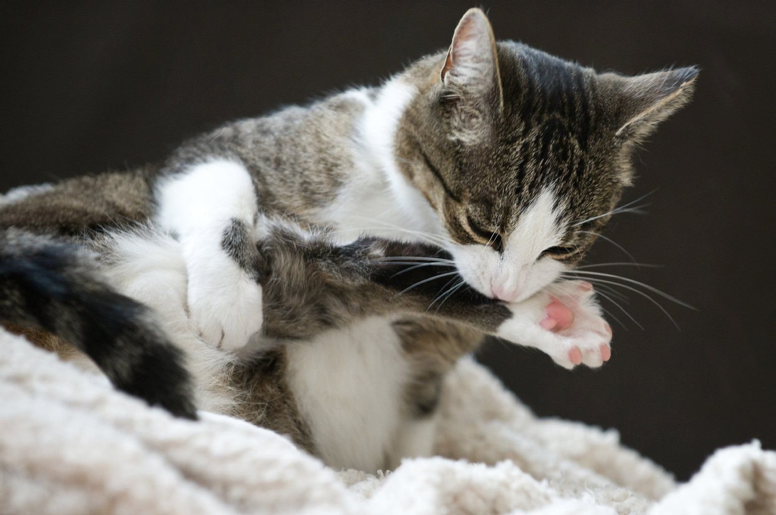 Jucken und kratzen: Bemerken Halter diese Symptome bei ihrer Katze, sollten sie mit ihr zum Tierarzt. Mit einem Test kann er feststellen, ob eine Allergie dahintersteckt.
