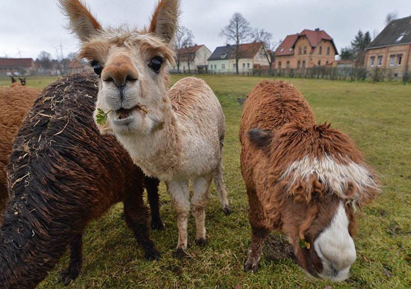 Ursprünglich stammen die Tiere aus den Anden.