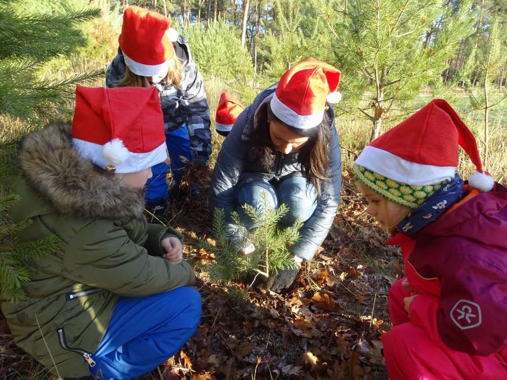 Nehmen und Geben: Für den Weihnachtsbaum pflanzen die Kinder zwei neue Kiefern.