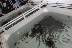 Der Mitarbeiter Jasper Friedrichs im Ozeaneum Stralsund beobachtet die Lippfische und Klippenbarsche in den Quarantänebecken des Stralsunder Ozeaneums. Rund 3.000 Nordmeerfische haben am Dienstag den Transport aus Norwegen gut überstanden. (Foto: dpa)