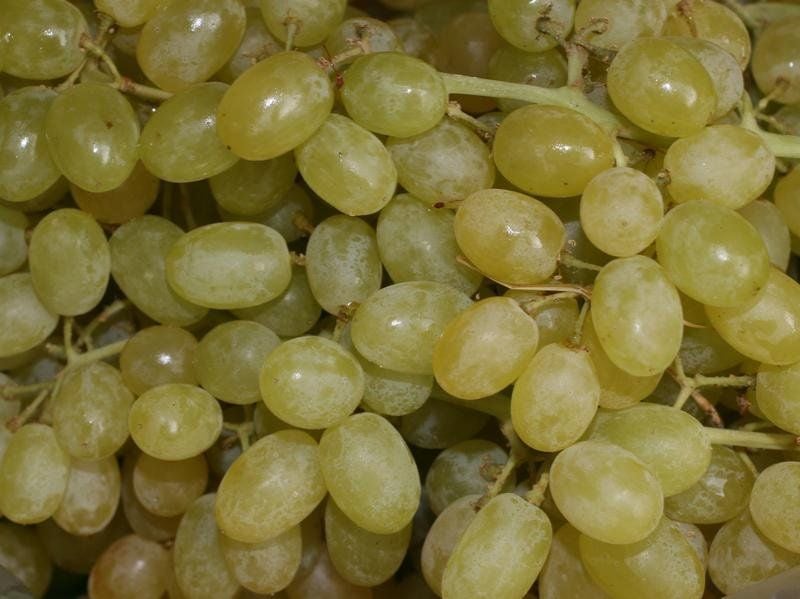 Aufs Ganze gehen: Beim Auspressen der Früchte können wichtige Ballaststoffe verloren gehen. Deswegen sollte man lieber Trauben am Stück genießen - als ihren Saft zu trinken.