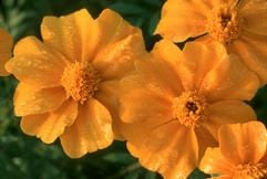 Gründünger mit gelben Blüten: Die Studentenblume Tagetes ist eines der Gewächse, mit deren Hilfe sich die Bodenqualität verbessern lässt.