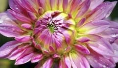 Spätsommerblüher im Morgentau - dieses Bild zeigt eine Dahlie im Hofwiesenpark Gera. (Foto: dpa)