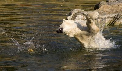 Ein Eisbär im Wasserbecken - der Berliner Zoo lehnte weitere Sicherheitsvorkehrungen am Eisbären-Gehege ab. «Wer will, findet immer einen Weg», sagte ein Biologe. (FOTO: DPA)