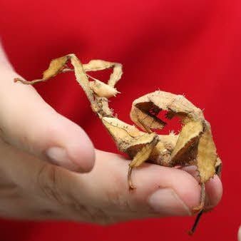 Bei tropischen Insekten fehlt der Kuschelfaktor, darum sind sie besser für Naturfreunde und -beobachter geeignet.