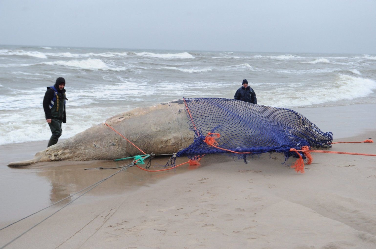 Helfer versuchen den toten Entenwal an der polnischen Ostseeküste zu bergen.