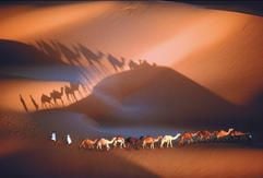 Die Luftaufnahme im neuen Kinofilm «Die Erde von oben» zeigt eine Kamel-Karawane in einer afrikanischen Wüste (undatiertes Szenenfoto). (Foto: dpa)