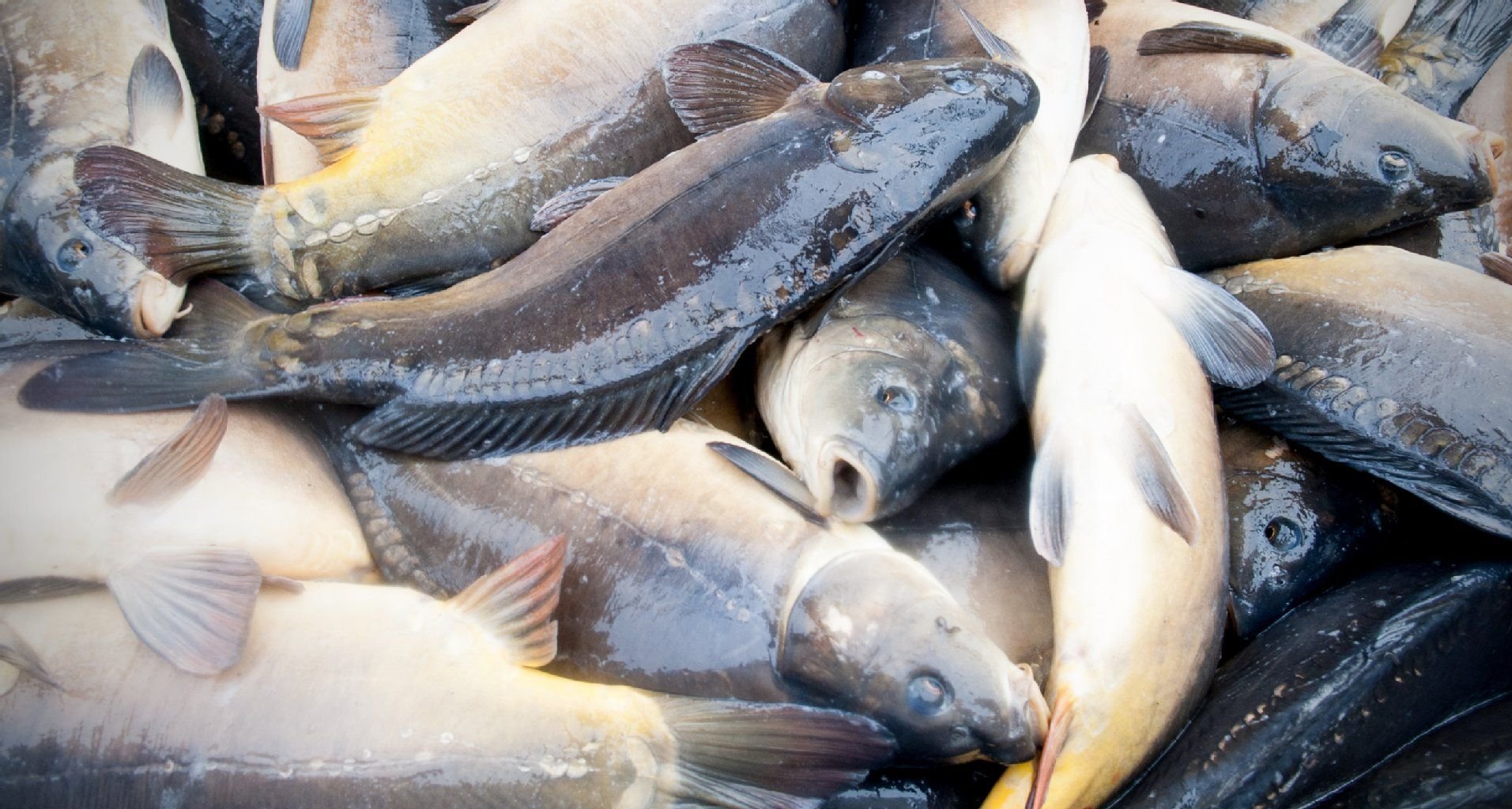 Karpfen liegen am Hüttenwerk in Peitz beim traditionellen Fischfang zum Abtransport bereit.
