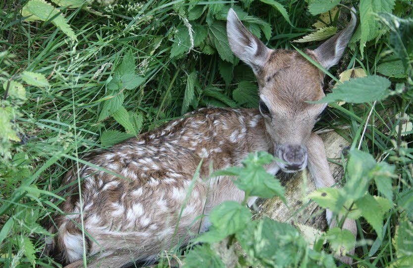 Insbesondere der Damwildnachwuchs ist eine leichte Beute für die Wölfe.