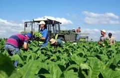 Polnische Saisonarbeiter pflücken auf einem Feld der Uckermark Tabak GmbH in Vierraden (Brandenburg) Tabakblätter der Sorte Virgin, die zur Zigarettenherstellung verwendet werden. (Archivfoto: dpa)
