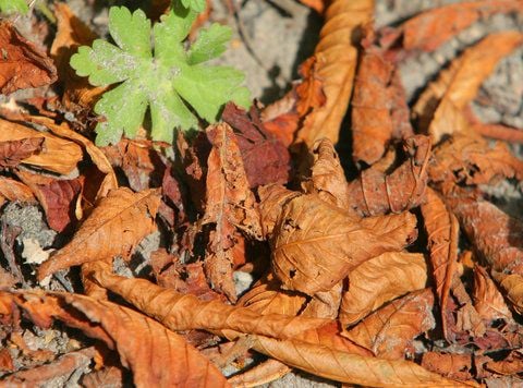 Braune Blätter einer Kastanie liegen neben dem Baum, der von der Miniermotte befallen ist. (FOTO: DPA)