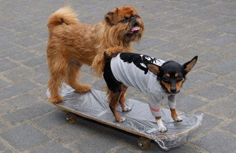 Hund Theodor (links) und seine Hundeschwester Greta stehen während eines Filmtiercastings im Filmpark Babelsberg in Potsdam auf einem Skateboard und rollen an der Casting-Jury vorbei. (FOTO: DPA)
