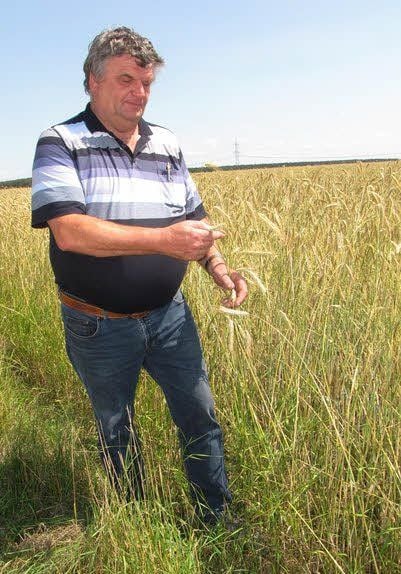 In Nachbarschaft der Gerste prüft Karlheinz Thiele die Erntereife des Roggens. 14 Tage muss hier wohl noch gewartet werden.