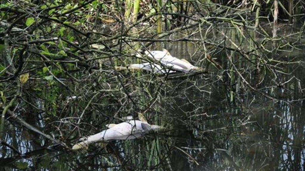 AnhaltBitterfeld AnhaltBitterfeld Hunderte tote Fische im Cösitzer