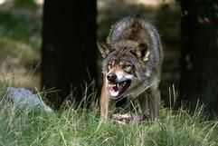 Ein Wolf verteidigt am 20.7.2002 im Wildpark Bad Mergentheim mit gefletschten Zähnen seine am Boden liegende Beute (Foto: dpa)