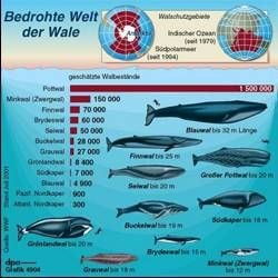 Bedrohte Welt der Wale