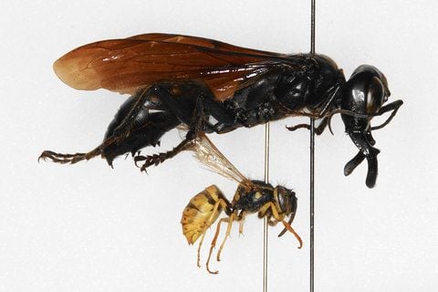 Ein Forscher des Berliner Naturkundemuseums hat in der Sammlung des Museums dieses Exemplar einer bislang unbekannten Monster-Wespe entdeckt. (FOTO: DPA)