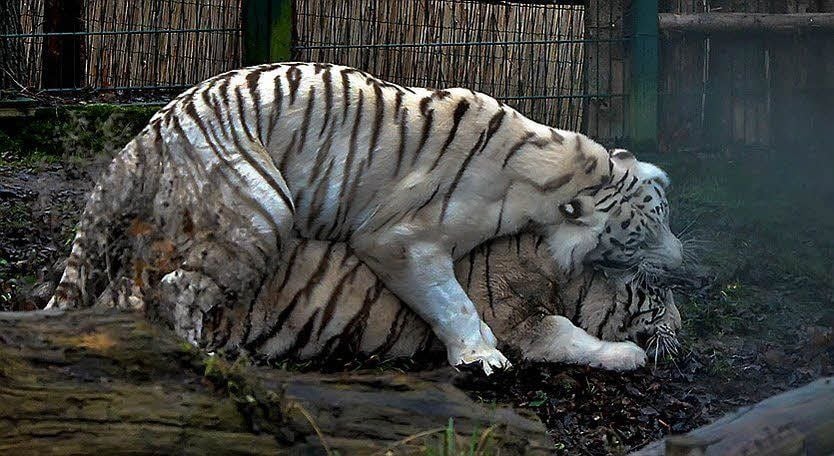 Den Tigern waren die Besucher egal. Sie hatten trotzdem ihren Spaß.