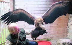 Noch präsentiert Falkner Pavel Sihelsky seinen Himalaya-Geier in der Voliere. Bald soll das imposante Tier über die Wiese auf der Burg Falkenstein schweben und die Besucher begeistern.