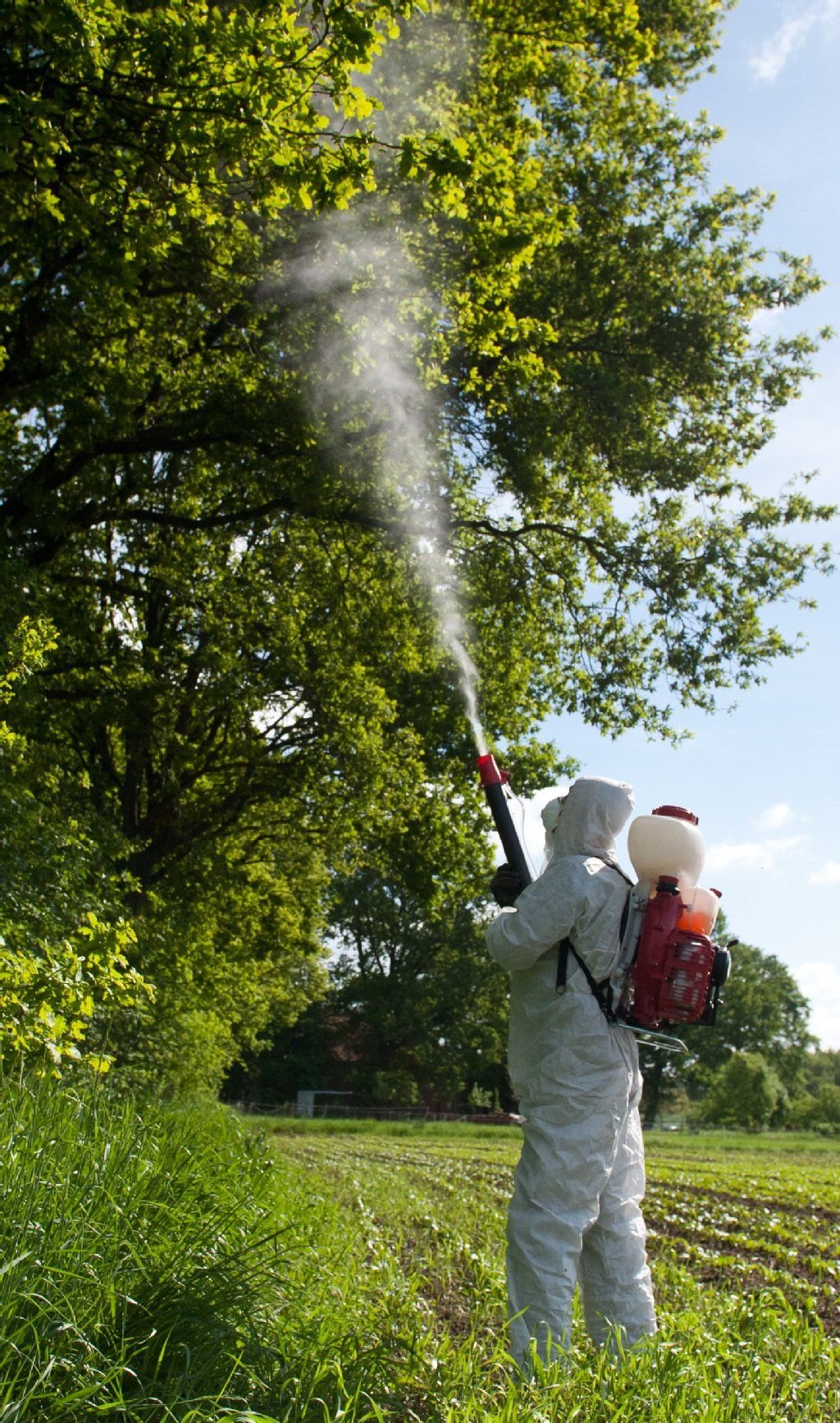 Ein Schädlingsbekämpfer besprüht mit Hilfe einer Wassernebelkanone Eichen mit einem Insektizid zur Bekämpfung des Eichenprozessionsspinners.