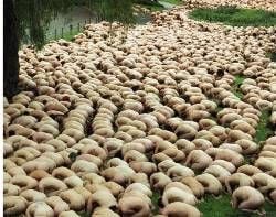 Mehr als 4000 Australier haben sich am Sonntagtrotz Regen, Wind und Kälte für den amerikanischen FotokünstlerSpencer Tunick nackt ausgezogen und in einen Park von Melbournegelegt. Der für seine «menschlichen Skulpturen» bekannte New YorkerFotograf war selbst «erfreut und überrascht», dass so viele seinemAufruf folgten und sich im Morgengrauen für die Kunst ihrer Kleiderentledigten. «Das Wetter war furchtbar und trotzdem kamen immer nochLeute hinzu», sagte Tunick.