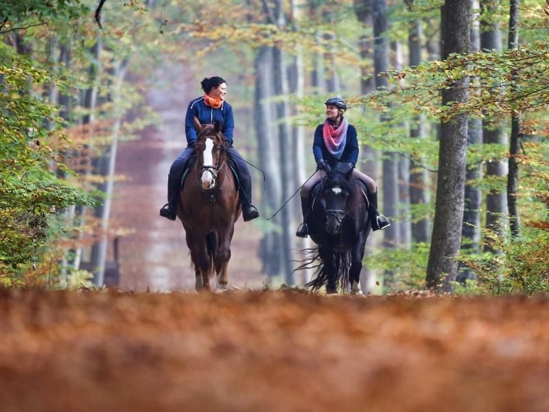 Zwei Reiterinnen sind mit ihren Pferden auf einem Waldweg unterwegs. Foto: Thomas Warnack/Archiv