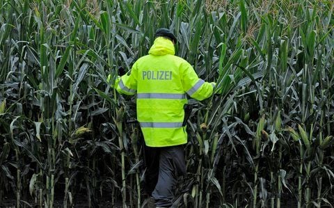 Ein Polizist geht in ein Maisfeld. (ARCHIVFOTO: DPA)