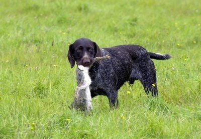 Ein Jagdhund hat einen toten Hasen im Maul: Im Landkreis Wittenberg ist die Aujeszkysche Krankheit (AK) bei einem Haustier festgestellt worden. (FOTO: DDP)