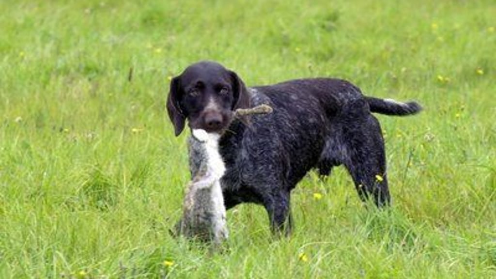 Ein erster Fall von Pseudowut