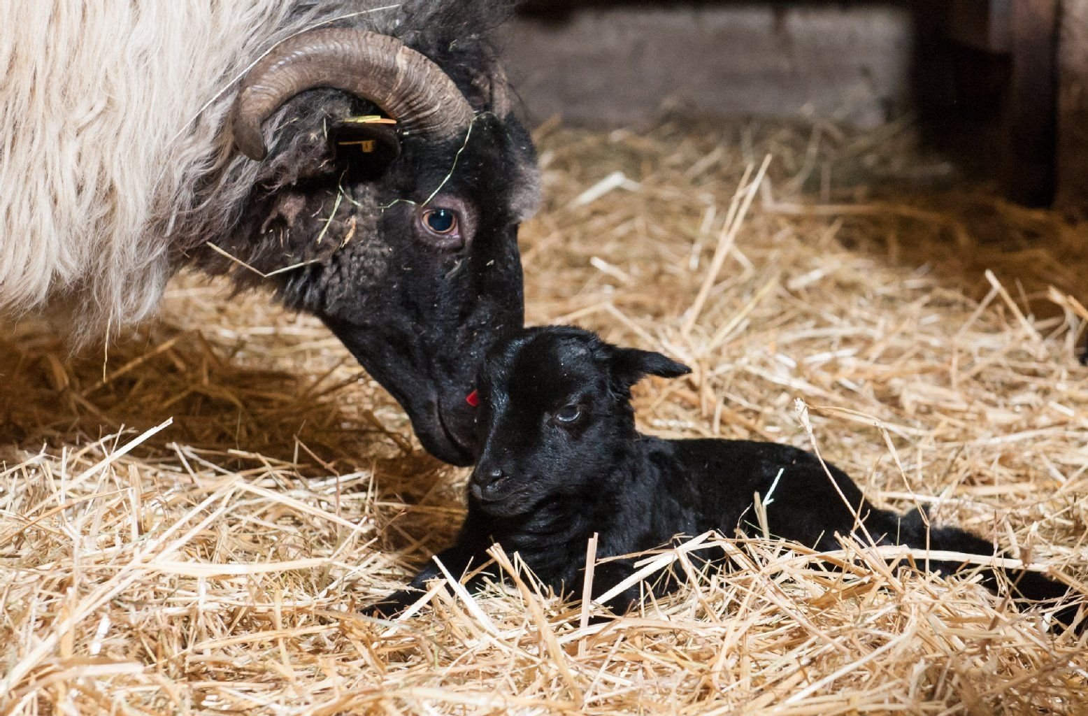 Ein wenige Stunden altes Schnuckenlamm liegt im Naturschutzgebiet Lüneburger Heide bei Niederhaverbeck neben seinem Muttertier.
