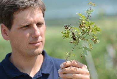 Geschäftsführer Philipp Moser hält einen befallen Zweig in den Hand.