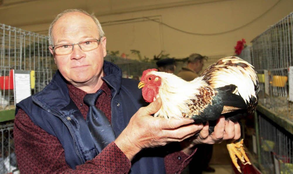 Gerhard Schob zeigt einen Zwerg-Wyandotten-Hahn, lachsfarbig.