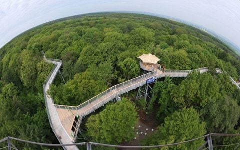 Blick auf den neuen Rundkurs des Baumkronenpfades bei Bad Langensalza (FOTO: DPA)