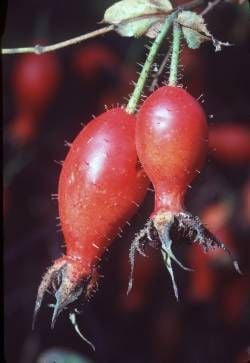 Hagebutten