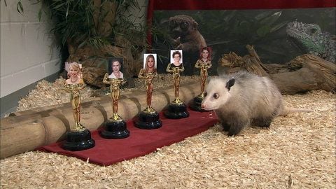 Heidi, das schielende Opossum aus dem Leipziger Zoo, läuft in Leipig an Fotos von Natalie Portman (r), Nicole Kidman, Jennifer Lawrence, Michelle Williams und Annette Bening vorbei. Jetzt hat Heidi den Oskar Colin Firth zugesprochen. (FOTO: DPA)