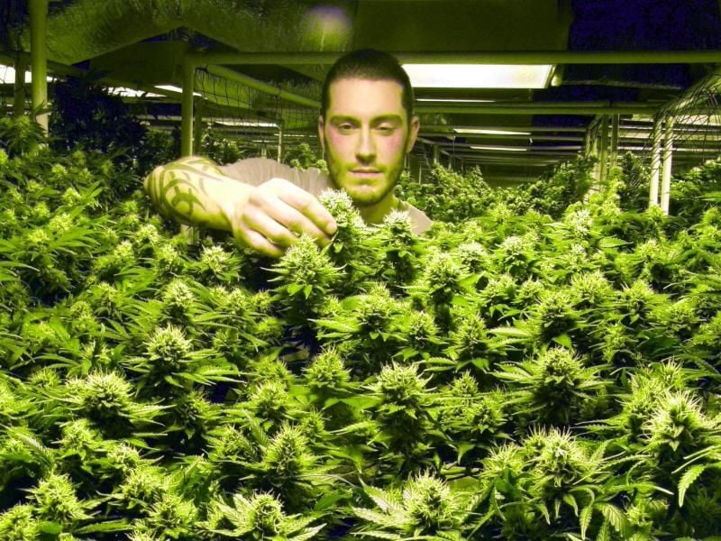 „Ich glaub', ich steh' im Wald.“: In Colorado blüht bald der Cannabis-Tourismus. Seit Jahresbeginn ist Kiffen hier legal.