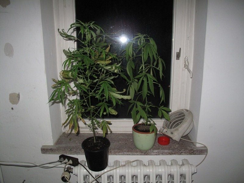 Cannabis-Pflanzen in Chemnitzer Wohnung