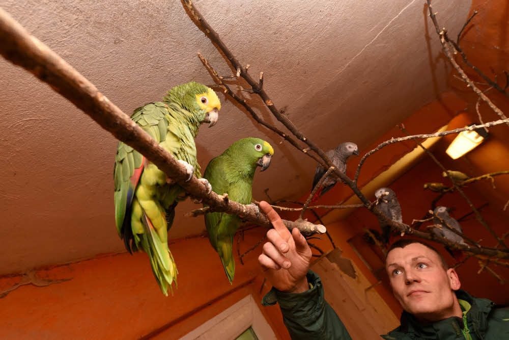 Tierpfleger Michael Mann bei den Gelbstirnamazonen: Papagei „Charlie“ war nach rund 18 Stunden in Diebeshand immer noch verstört.