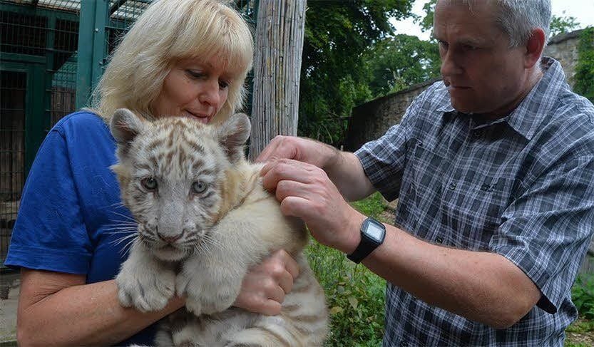 Tierarzt Jens Thielebein impft den jungen Tiger.