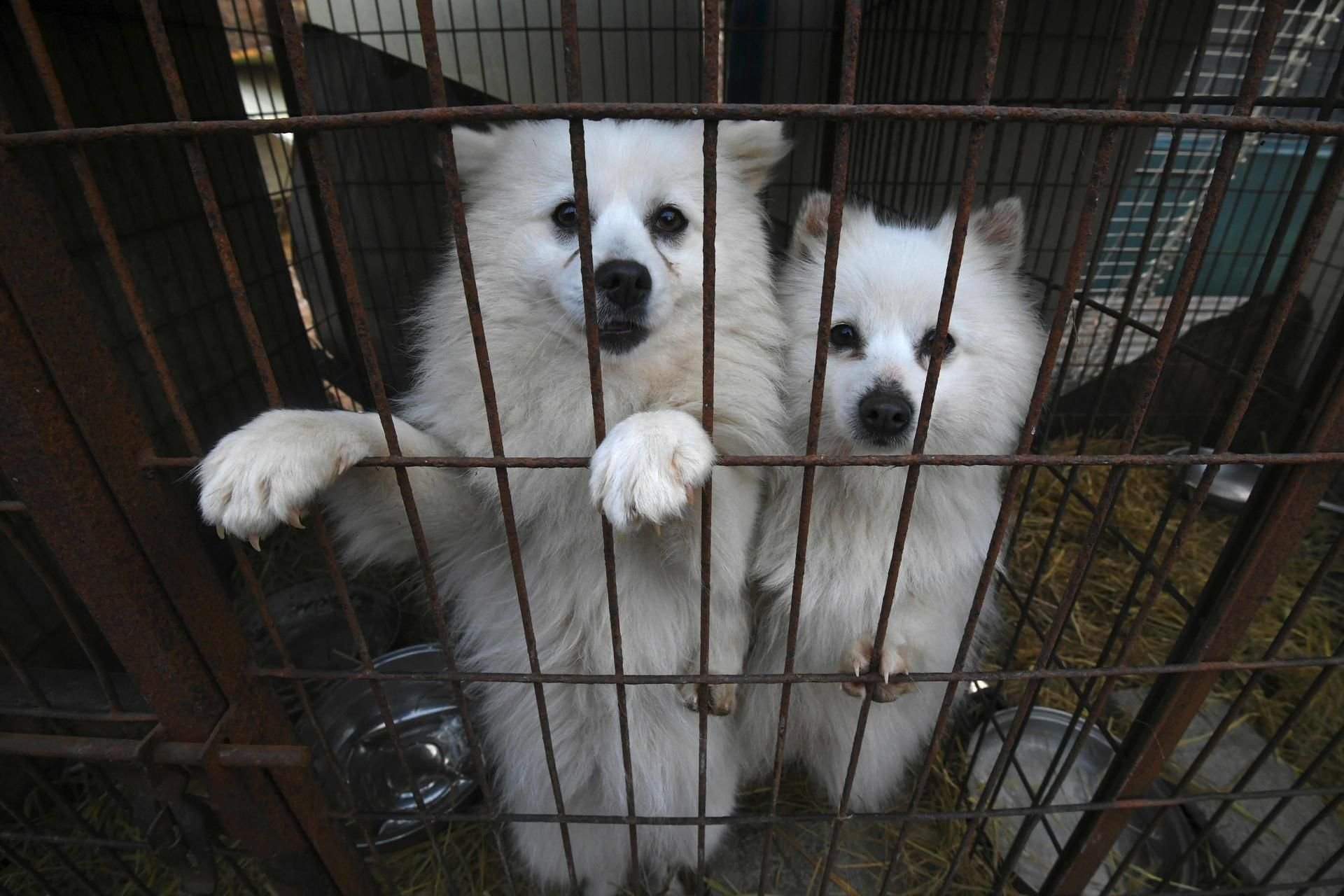 Etwa 70 Prozent der Südkoreaner essen keine Hunde.