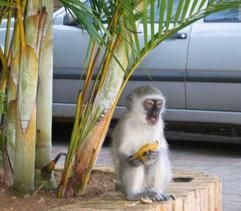 Ein Affe isst am Straßenrand von St. Lucia, Südafrika, eine Banane. Für Touristen sind die Tiere eine putzige Erscheinung, für Anwohner dagegen oft die reinste Plage. (Foto: dpa)