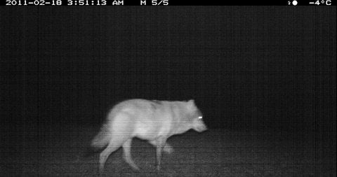 Nachtaufnahme des Ministeriums für Landwirtschaft, Umwelt und Verbraucherschutz M-V zeigt einen Wolf in Schwarz (Landkreis Müritz). (FOTO: «WWF/Land M-V»/ZB)